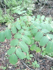 Comocladia macrophylla