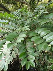 Kigelia