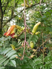 Kigelia