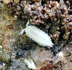 Platyarthrus codinai