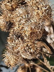 Arctium tomentosum