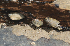 Cellana tramoserica