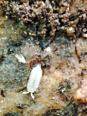 Platyarthrus codinai