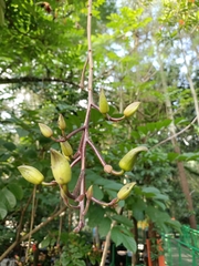 Kigelia