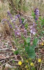 Veronica perfoliata