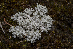 Pulchrocladia retipora