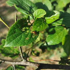 Paroplapoderus turbidus