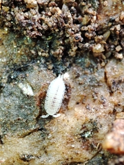 Platyarthrus codinai