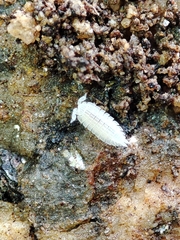 Platyarthrus codinai