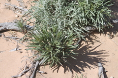 Baileya pauciradiata