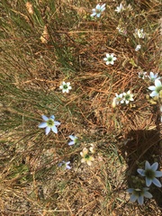 Ixia monadelpha