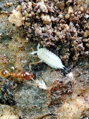 Platyarthrus codinai