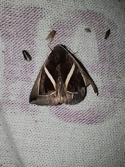 Chalciope mygdon