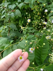 Erigeron strigosus