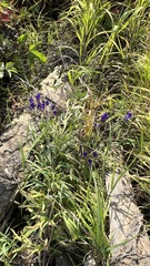 Aconitum baicalense