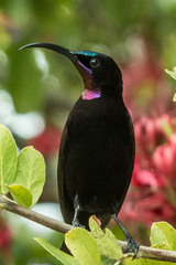 Chalcomitra amethystina