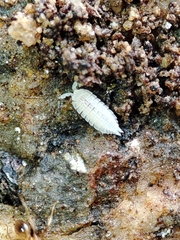 Platyarthrus codinai