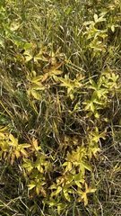 Anemonastrum dichotomum