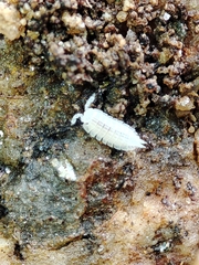 Platyarthrus codinai