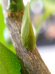 Flatidae