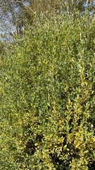 Salix kochiana