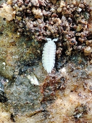 Platyarthrus codinai