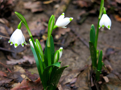 Leucojum vernum
