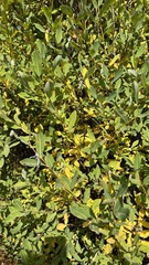 Salix kochiana