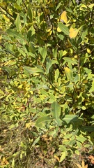 Salix kochiana