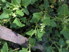 Chenopodium robertianum