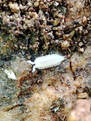 Platyarthrus codinai