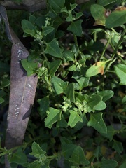Chenopodium robertianum