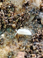 Platyarthrus codinai