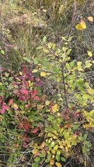 Salix pyrolifolia