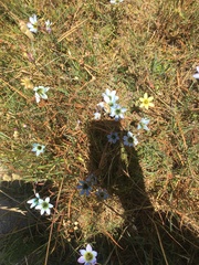 Ixia monadelpha