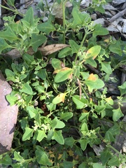 Chenopodium robertianum