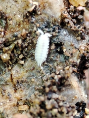 Platyarthrus codinai