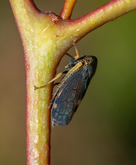 Neotartessus flavipes