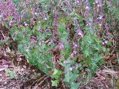 Veronica perfoliata