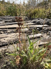 Hylotelephium telephium