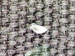 Platyarthrus codinai