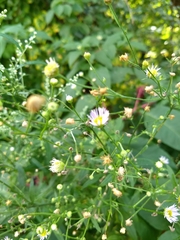 Erigeron strigosus