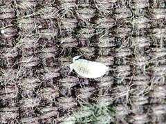 Platyarthrus codinai