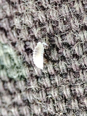 Platyarthrus codinai