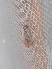 Drepanepteryx algida