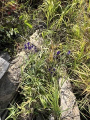 Aconitum baicalense