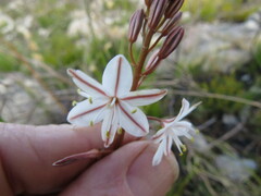 Trachyandra ciliata