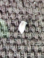 Platyarthrus codinai