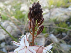 Trachyandra ciliata