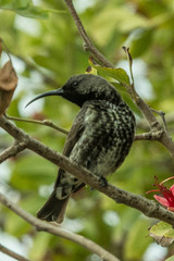 Chalcomitra amethystina